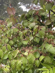Viburnum betulifolium
