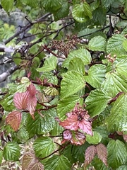 Viburnum betulifolium