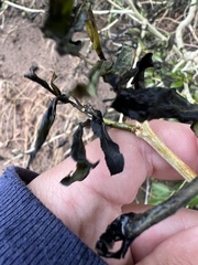 Venturia saliciperda