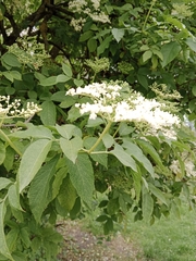 Sambucus nigra