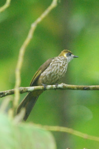 Spot-Necked Bulbul