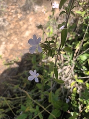 Barleria saxatilis