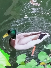 Anas platyrhynchos