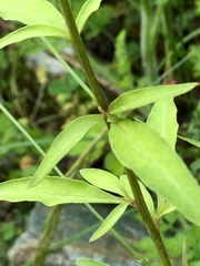 Lysimachia atropurpurea
