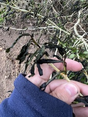 Venturia saliciperda