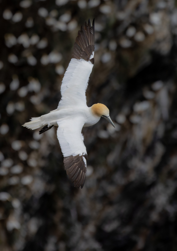 Alcatraz atlántico (Morus bassanus)