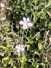 Barleria saxatilis