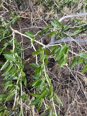 Venturia saliciperda