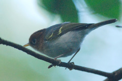 Phylloscopus grammiceps sumatrensis