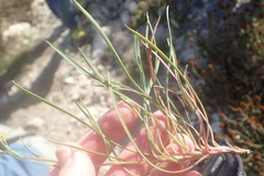 Bupleurum mundii