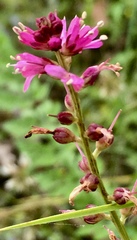 Lysimachia atropurpurea