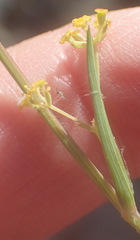 Bupleurum mundii