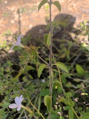 Barleria saxatilis