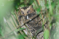 Otus spilocephalus