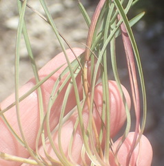 Bupleurum mundii