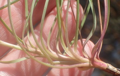 Bupleurum mundii