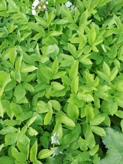 Aegopodium podagraria