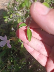 Barleria saxatilis