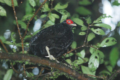 Salvadori's Pheasant photo 1