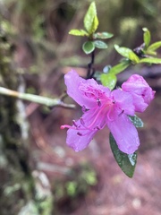 Rhododendron sikayotaizanense · iNaturalist