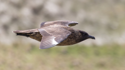 Págalo grande (Stercorarius skua)
