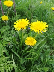 Taraxacum officinale