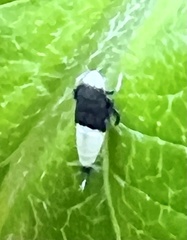 Scaphoideus incisus