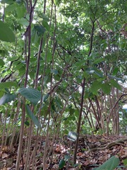 Dysoxylum cumingianum
