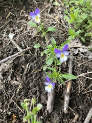 Viola tricolor