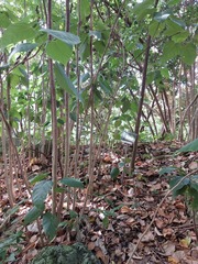 Dysoxylum cumingianum