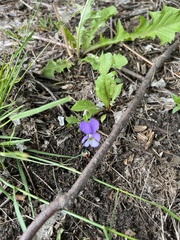 Viola tricolor