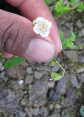 Klaprothia mentzelioides
