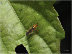 Eupachypeltis immanis