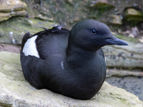 Arao aliblanco (Cepphus grylle)