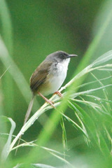 Prinia superciliaris