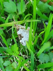 Xanthorhoe fluctuata