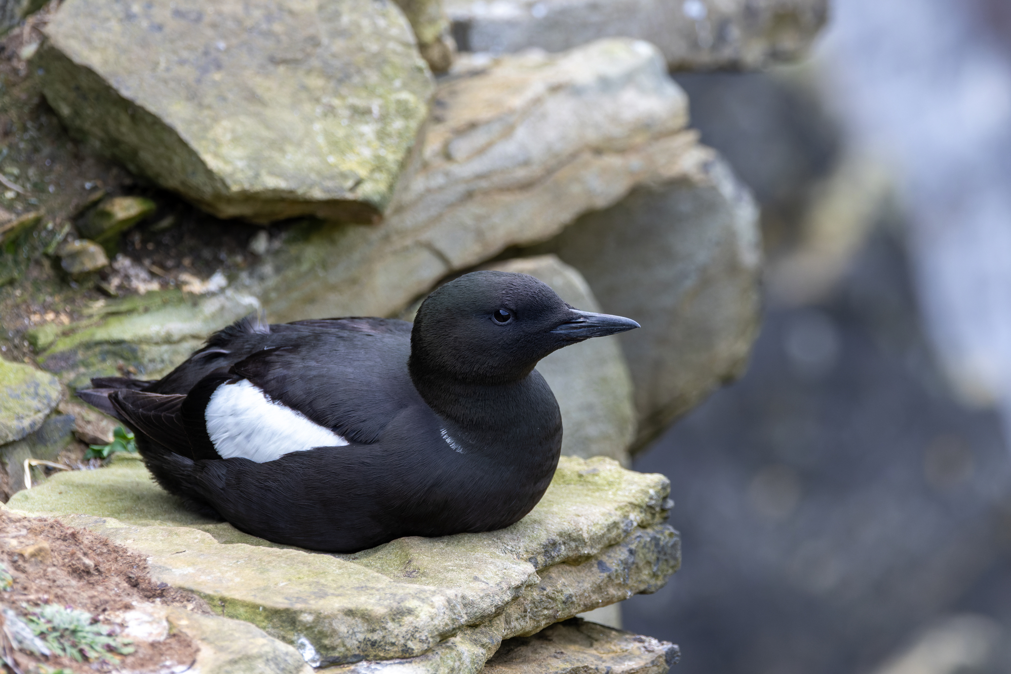 Black Guillemot (Cepphus grylle)