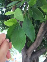 Magnoliopsida