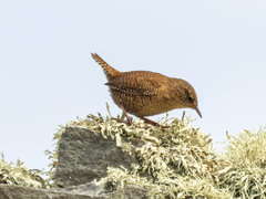 Troglodytes troglodytes zetlandicus