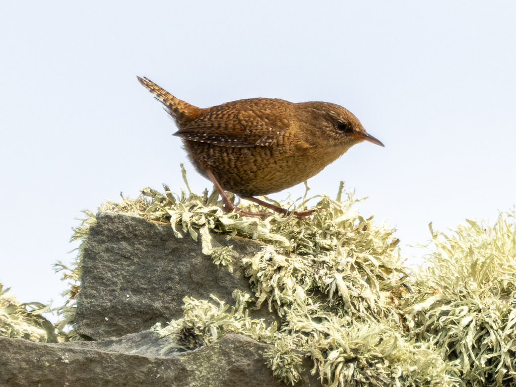 Shetland Wren