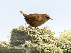 Troglodytes troglodytes zetlandicus