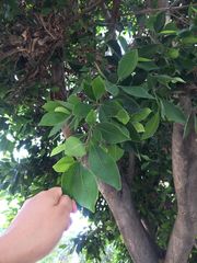 Magnoliopsida