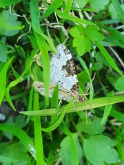 Xanthorhoe fluctuata