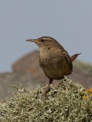 Troglodytes troglodytes zetlandicus