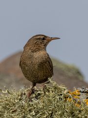 Troglodytes troglodytes zetlandicus