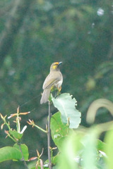 Pycnonotus bimaculatus