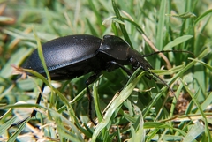 Carabus graecus