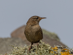 Troglodytes troglodytes zetlandicus