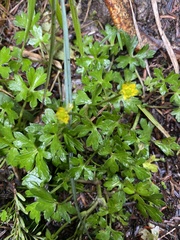 Ranunculus taisanensis