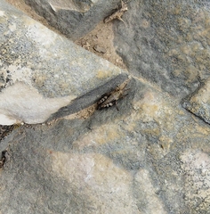 Acrotylus insubricus